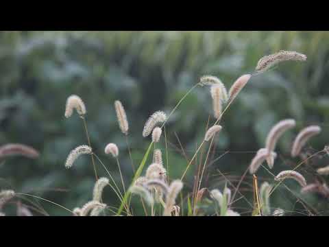 Psalmul 51, scris după ce David a păcătuit cu Batșeba (Dramatizat)