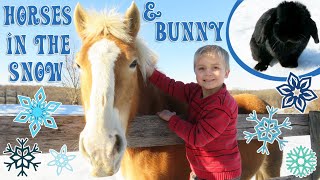 Horses and a Bunny in the Snow! | Crazy8Family