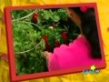 Barney Friends How Does Your Garden Grow Credits PBS Kids Sprout Version