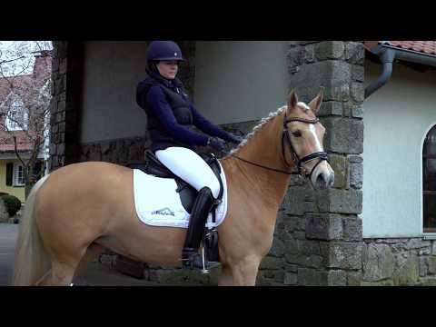 CASSIOPEIA 7j. Palominostute v. Casino Royale K WE - Nabor