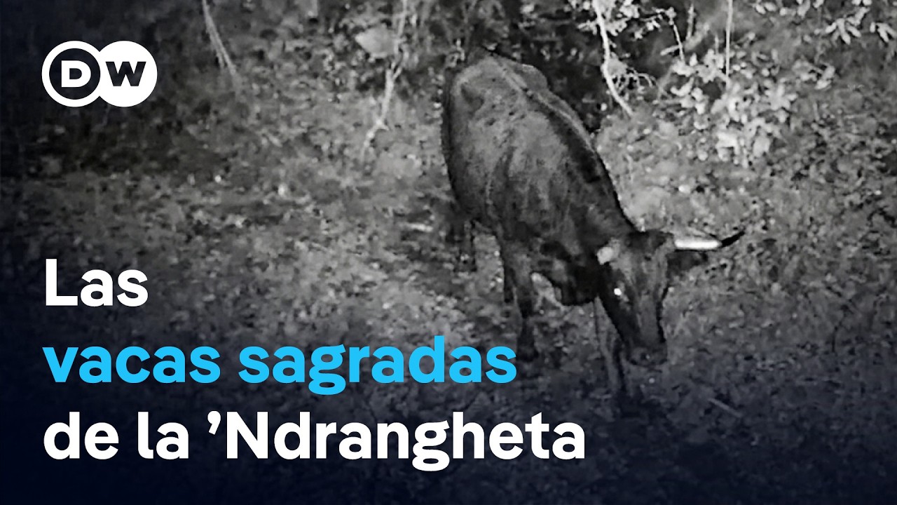 Cómo el ganado de la mafia hostiga a los pueblos italianos | DW Documental