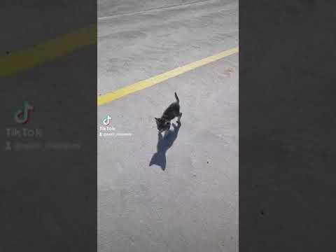 Walking cat. #cat #cats #catslovers #catsvideo #walk #walking #walkman