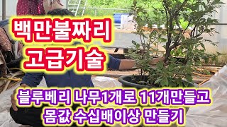 백만불짜리 고급기술 블루베리 나무1개로 11개만들고 몸값 수십배 늘리기  블루베리 가지치기 전지 전정 재배방…