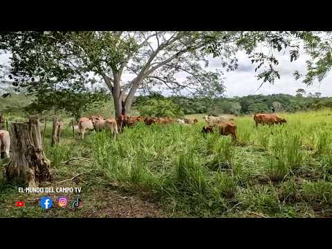 GANADERIA EN CLIMA CALIDO   CAP 2    HACIENDA EL GUAYABAL   SAN ONOFRE   SUCRE