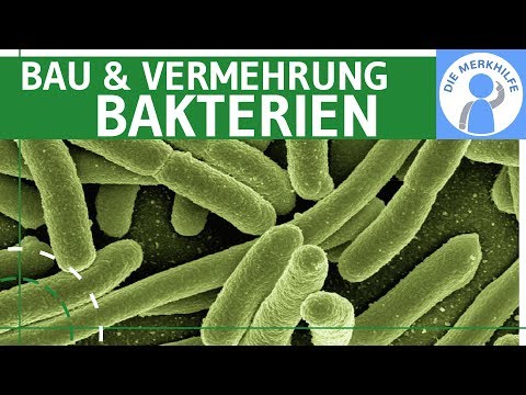 Bacteria - structure & reproduction simply explained - Genetics / Cytology