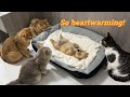 Abandoned Golden Retriever Puppy Couldn T Find Its Mother And Cried All The Cats Came To Comfort It