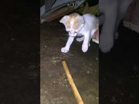 Yaksha Playing Unique Video 🐈🐈🐈🐈🐈🐈🐈😺😺😺😺😺