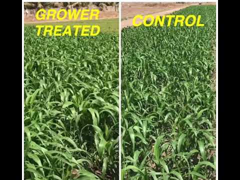 Grower Probiotics Soil Biological Fertilizer