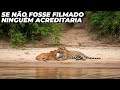 Unseen Video Captures Jaguar Caring For Calf In The Pantanal