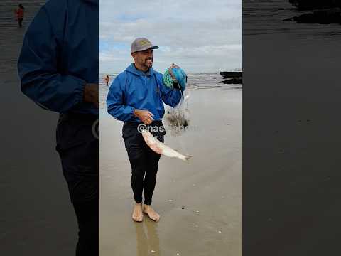 Tarrafeador Régis, na pegada de tainhas, no Bico da Pedra, Imbé, RS. #@pescadetarrafa #tainhas #fish