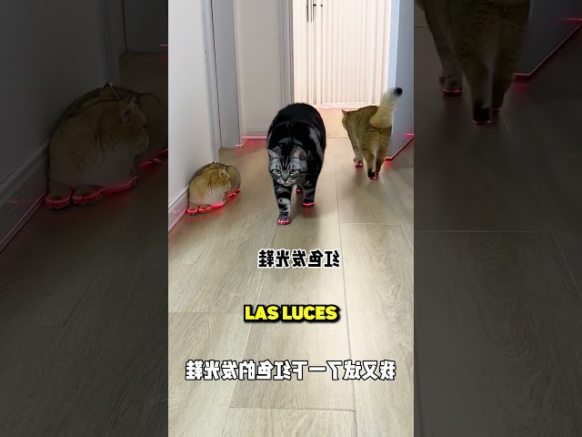Vídeo relacionado con Cliont Zapatillas de Gato Lindo Zapatillas de Invierno de Interior Zapatos Antideslizantes Mujeres y Hombres 39/40 EU Rosa,(Tamaño del fabricante 40-41)