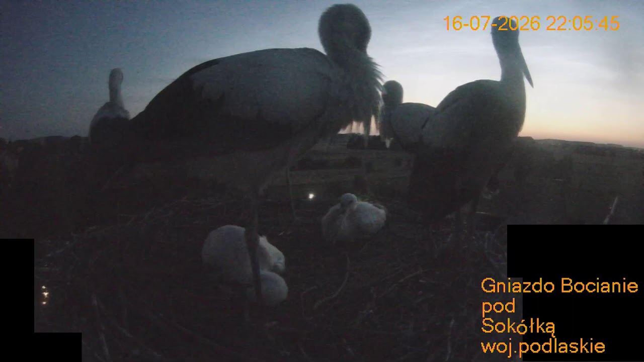 Live webcam view of White Stork Nest near Sokółka