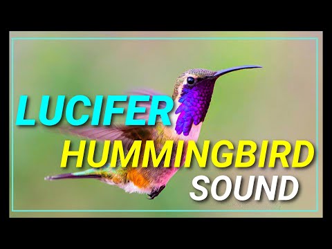 Lucifer hummingbird sound effect | Animal kingdom Planet | Discovery | Extreme