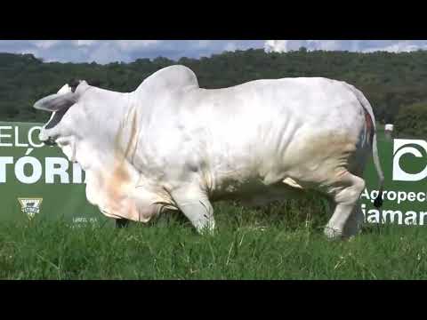 VHALIOZA FIV LUC 2L - ASPIRAÇÃO