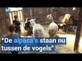 Zorgboerderij zwaar beschadigd door noodweer, hok alpaca's verwoest