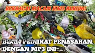 Download lagu Suara pikat semua jenis burung ribut ampuh silahkan buktikan ❗ mp3