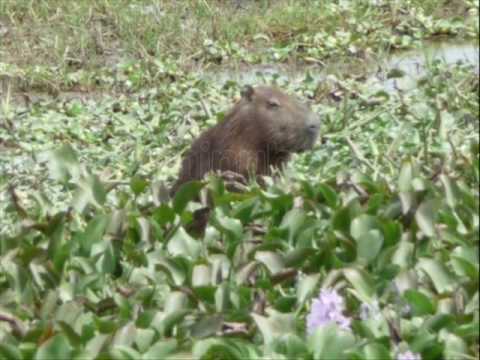 Roberci Hernandez  "Vente conmigo"