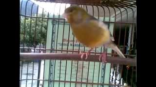 Download lagu Burung Kenari  Juara nasional full gacor  2015 mp3