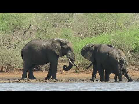 Elephants playing in the mud at Sunset Dam in Kruger National Park...