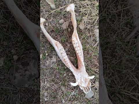 Domuz Dişi #domuz #domuzavi #vahşiyaşam #kemik #pig #pighunt #savana #kalahari