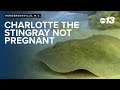 EXCLUSIVE: Charlotte the stingray -- of viral fame -- is not pregnant