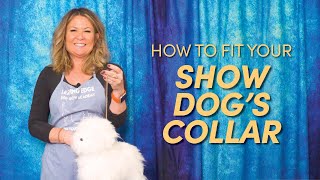 How to Choose a Collar For Your Show Dog | Handling How-To’s