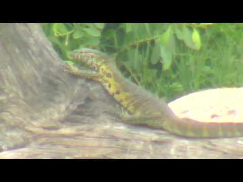 Djuma: Water Monitor Lizards log lounging - 08:20 - 02/22/19