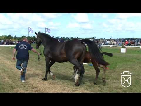 NF038 Hengstfohlen von Adagio de Talma   Cassini I   Casall