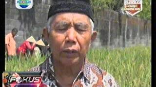 preview picture of video 'Ternyata Masih Ada Tradisi Wiwitan Di Yogyakarta'