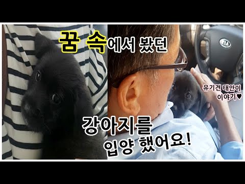 꿈 속에서 봤던 강아지를 입양했어요