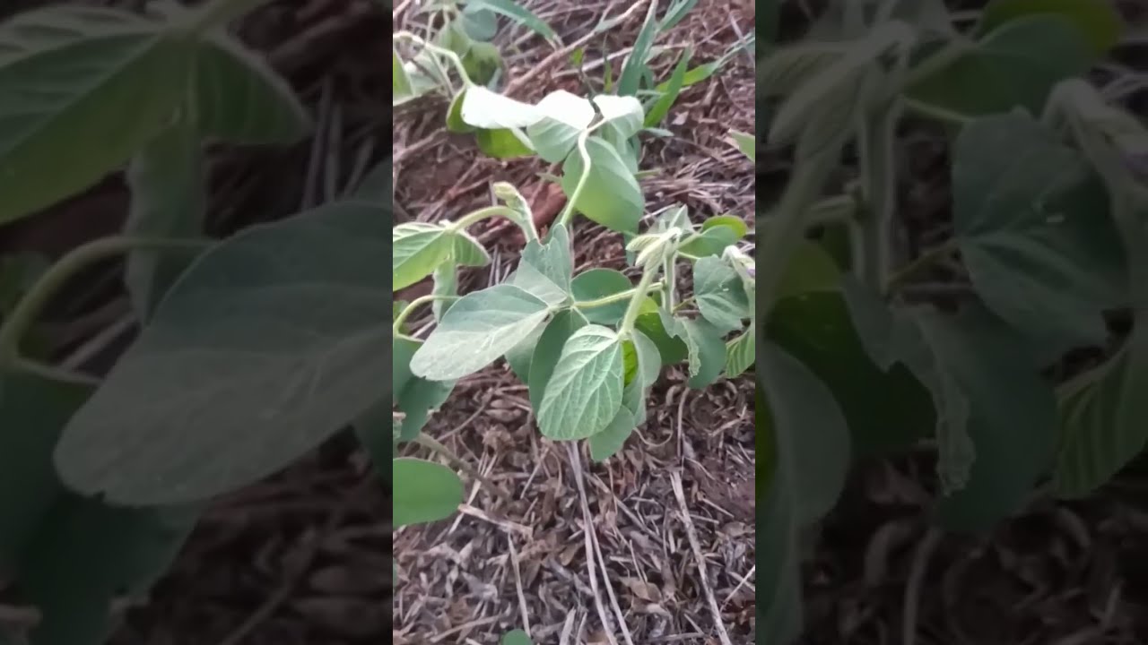 EPINASTIA FOLIAR: SINTOMA DE HERBICIDA MIMETIZADOR DE AUXINAS