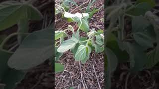 EPINASTIA FOLIAR: SINTOMA DE HERBICIDA MIMETIZADOR DE AUXINAS