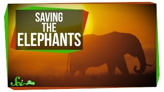 Saving the Elephants with Carbon Dating