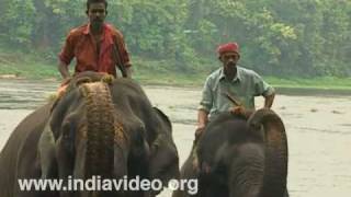Elephant activity at Kodanad elephant training centre
