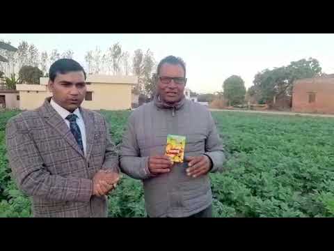 Sadaveer Aloo Special Dhakad