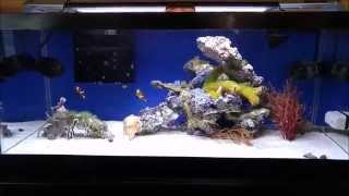 How to setup a 20 gallon long reef tank, tank cleaning, Current USA LED cloudy day cycle