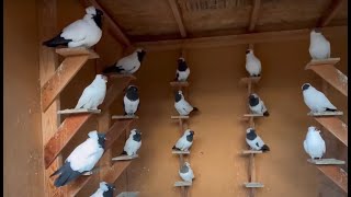 Fancy pigeons California USA