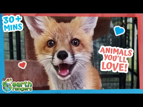 Foxes, Eagles, Polar Bears + more! | 30min+ of Amazing Animal Stories | Earth Rangers