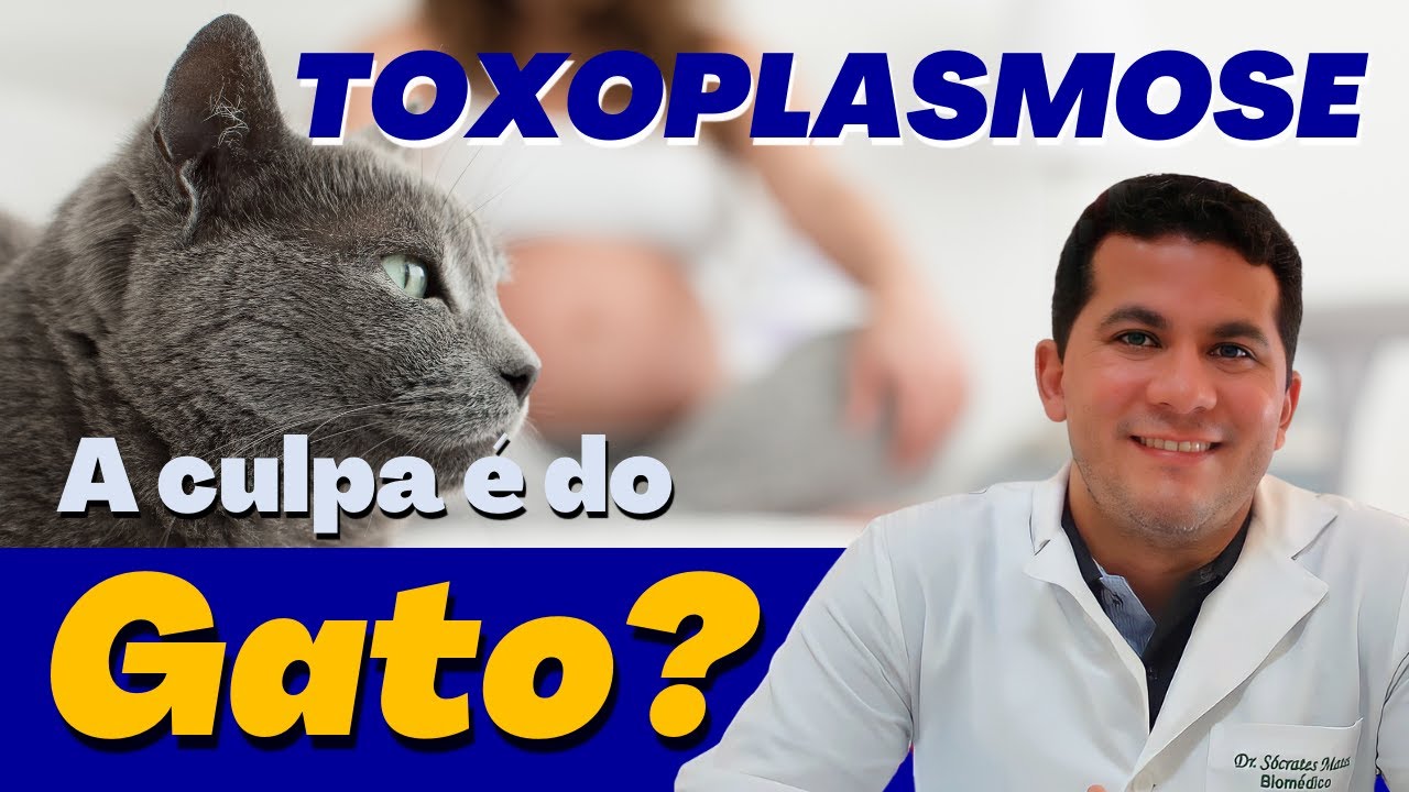 TOXOPLASMOSE NA GRAVIDEZ: O QUE É? QUAL GRAVIDADE? COMO PREVENIR? A CULPA É DO GATO?