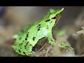 A Leap Of Hope Rescuing Darwin S Frogs From Extinction