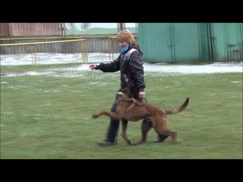 Alf Adonis, obedience, 11 months