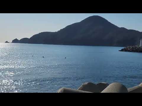 cura através de mergulhadoras no mar de inverno, porto de Dadaedapo, ilha de Geoje, Coreia do Sul