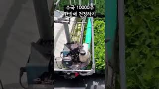 수국 10000주 한방에 전정하는 법 #Shorts