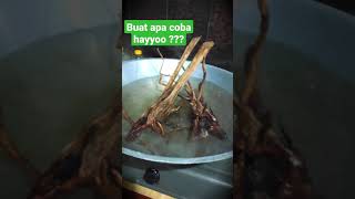 Download lagu cara menghilangkan Tanin/getah kayu aquascape mp3