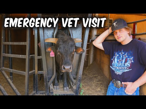 One Of Our Bulls Is Seriously Injured!