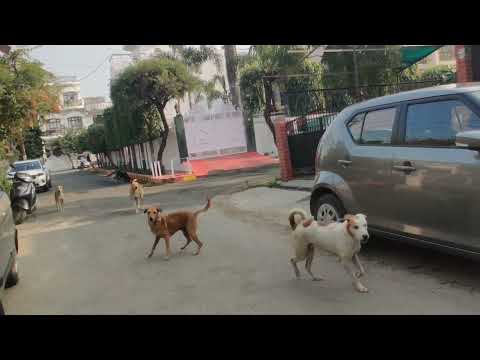 Stray dog menace in Aashiana Colony Lucknow