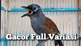 Download lagu Poksay mantel, Poksay Medan, Gacor Full Fariasi, pancingan Ampuh Terbukti, Burung Gacor mp3 Download lagu Poksay mantel, Poksay Medan, Gacor Full Fariasi, pancingan Ampuh Terbukti, Burung Gacor mp3