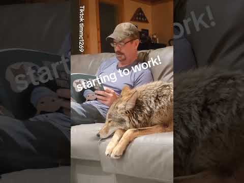 STORY TIME with WEAVE THE COYOTE! 🐺 ❤️ #weavethecoyote #coyote #cute #animals #animal #nature #pets 