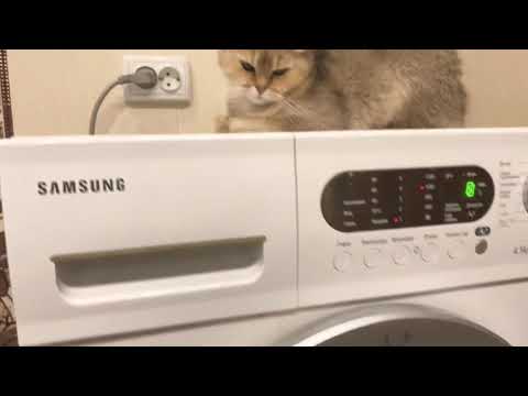 Shanti Cat: 1st episode