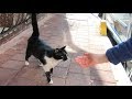 Tuxedo Cat Wants To Eat But She Hesitates To Come Near Me